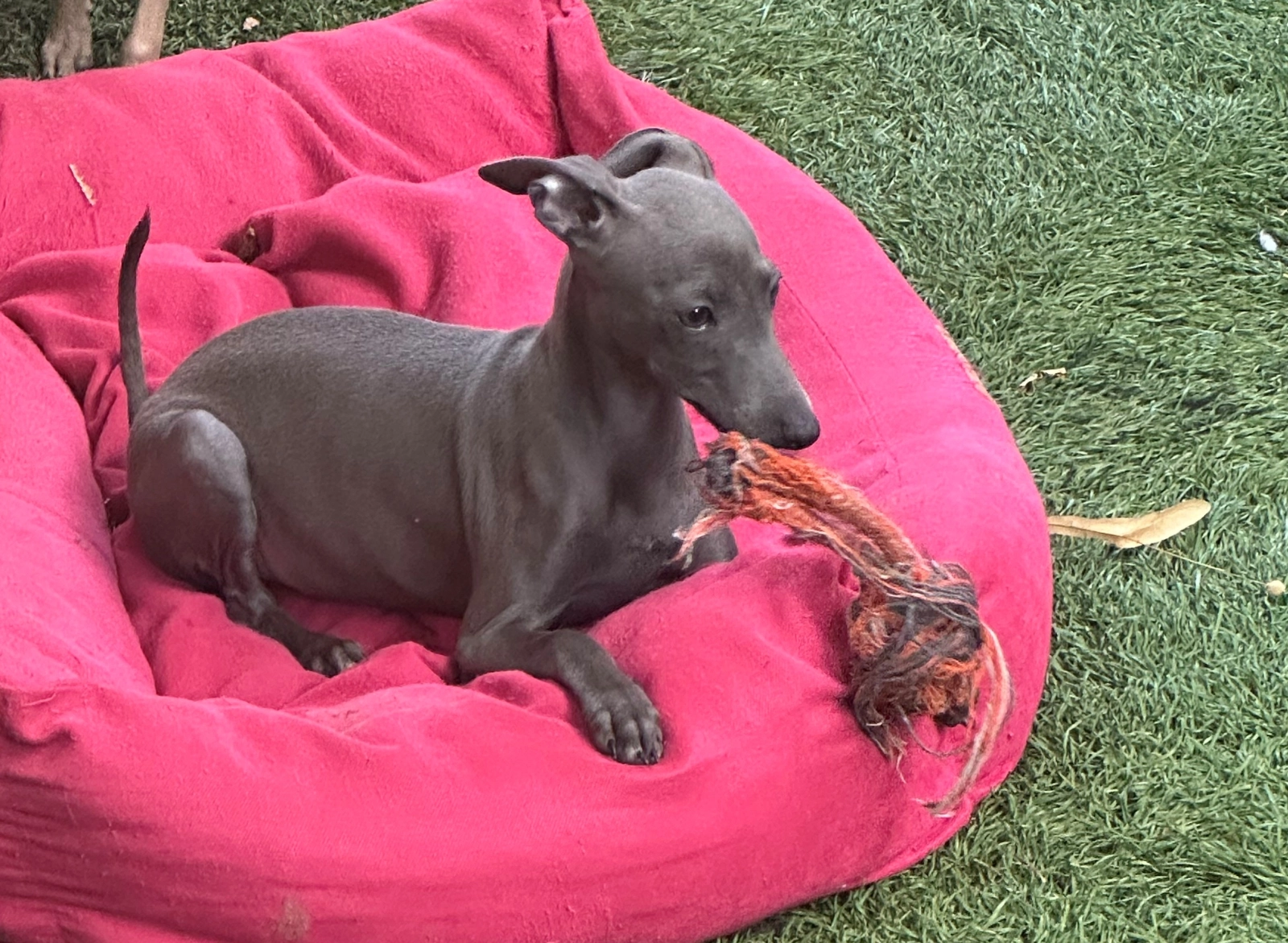 Mini Greyhound Puppies Italian Greyhound Obedience Training - Main Image