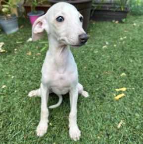 Italian Greyhound puppy for sale