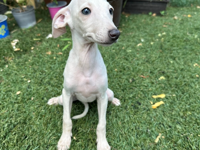 Perros Galgo Italiano en venta