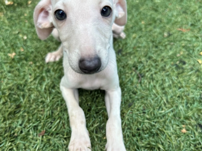 Perros Galgo Italiano en venta
