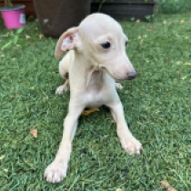 Titan, cream Galgo Italiano en venta