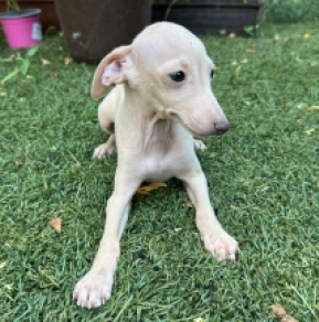 Italian Greyhound puppy for sale