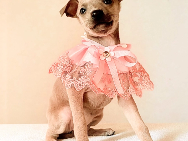 Perros Galgo Italiano en venta