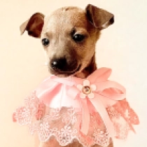 Italian Greyhound puppy for sale