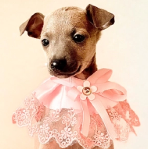 Perros Galgo Italiano en venta