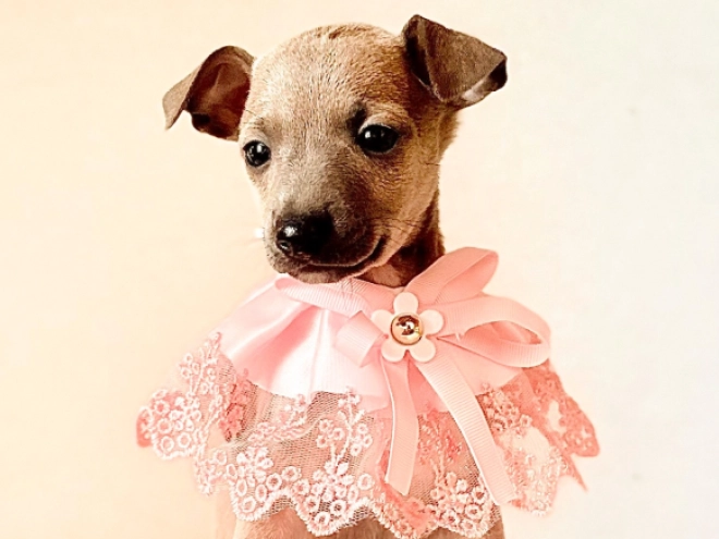Perros Galgo Italiano en venta