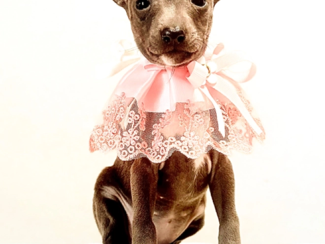 Italian Greyhound puppy for sale