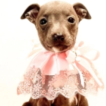 Italian Greyhound puppy for sale