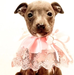 Perros Galgo Italiano en venta
