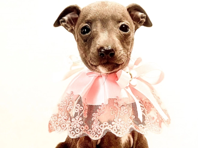 Italian Greyhound puppy for sale