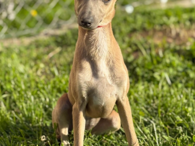 Perros Galgo Italiano en venta