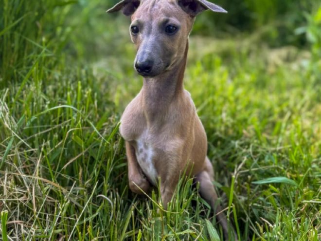 Perros Galgo Italiano en venta