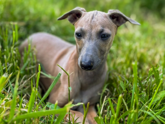 Perros Galgo Italiano en venta