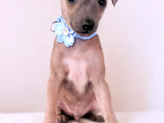 Perros Galgo Italiano en venta