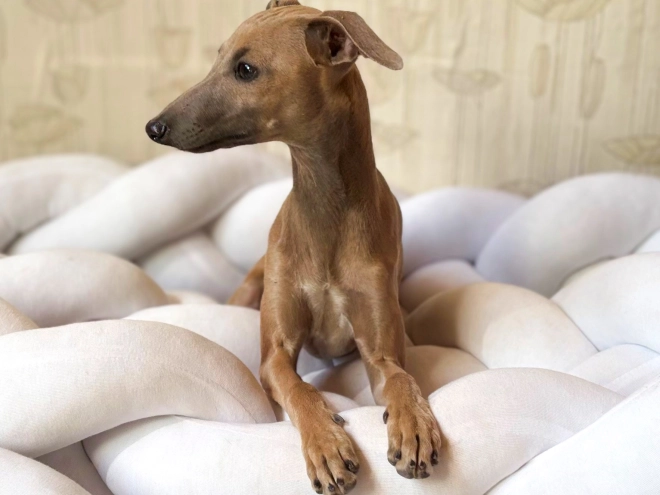 Perros Galgo Italiano en venta