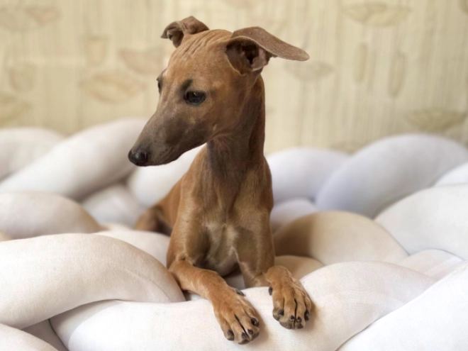 Perros Galgo Italiano en venta