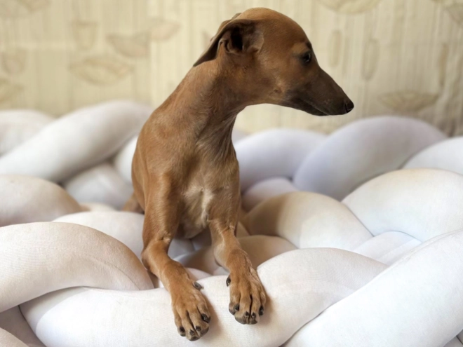 Perros Galgo Italiano en venta
