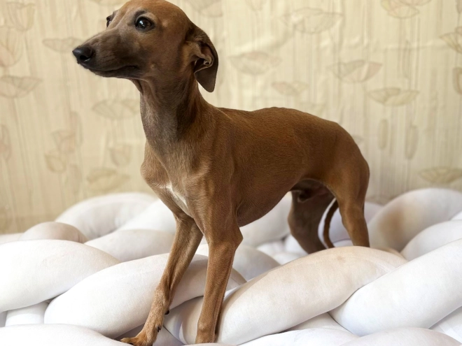 Perros Galgo Italiano en venta