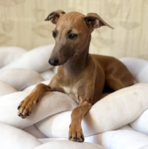 Italian Greyhound puppy for sale
