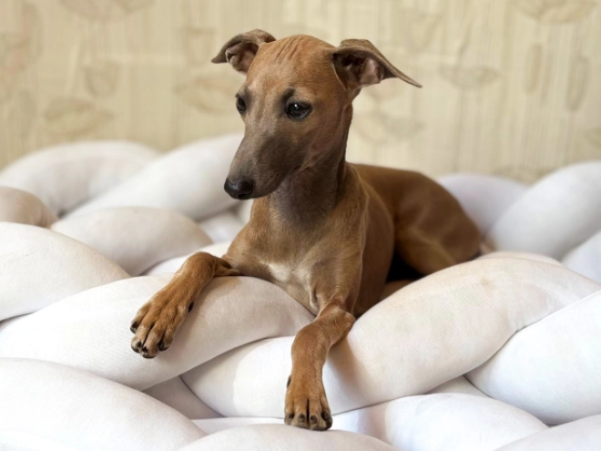 Perros Galgo Italiano en venta