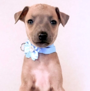 Perros Galgo Italiano en venta