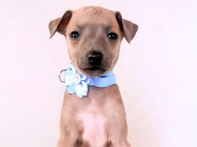 Perros Galgo Italiano en venta
