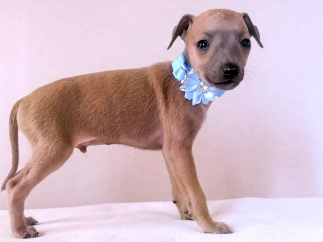 Perros Galgo Italiano en venta