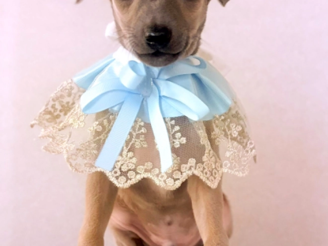 Perros Galgo Italiano en venta