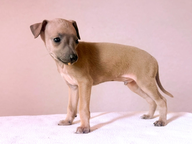 Perros Galgo Italiano en venta