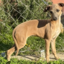 Asher, blue fawn Italienisches Windspiel Welpen kaufen