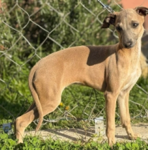 Perros Galgo Italiano en venta