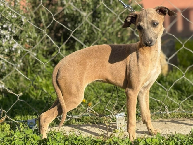Perros Galgo Italiano en venta
