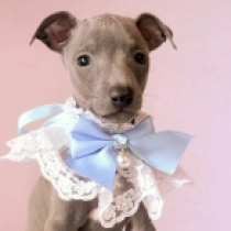 Italian Greyhound puppy for sale