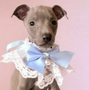Perros Galgo Italiano en venta