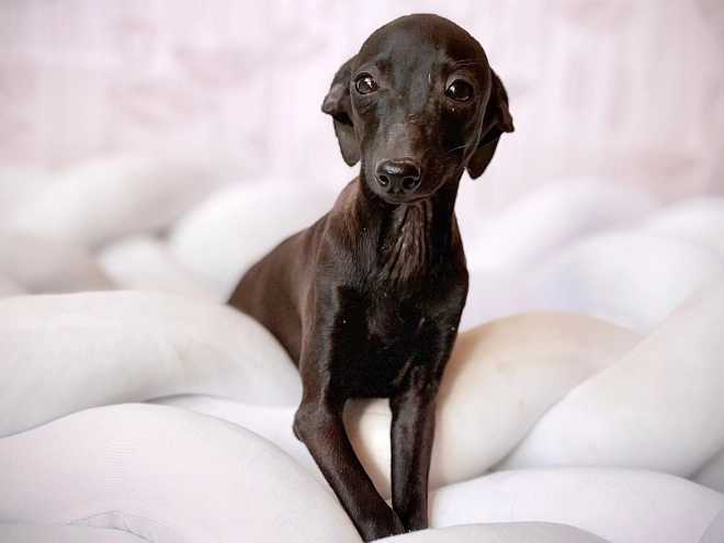Italian Greyhound puppy for sale