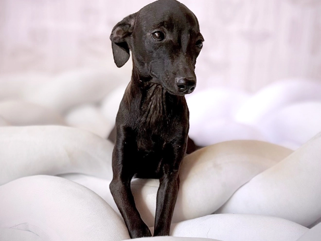 Italian Greyhound puppy for sale