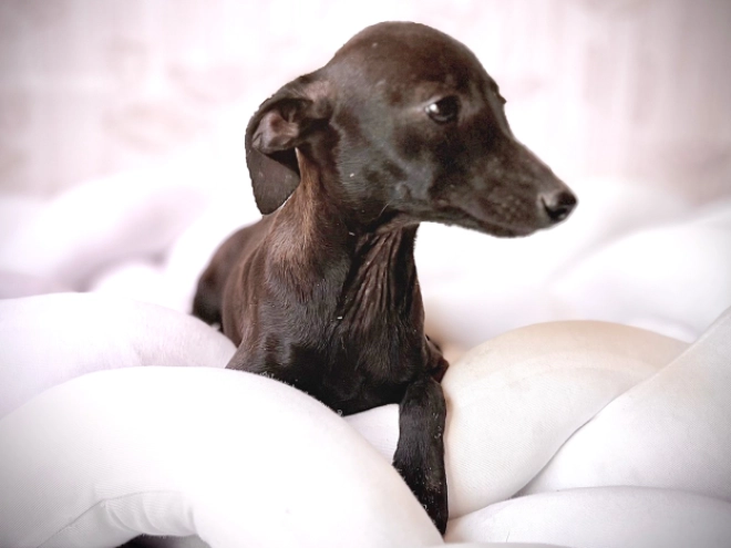Italian Greyhound puppy for sale