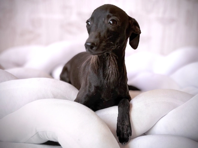Italian Greyhound puppy for sale