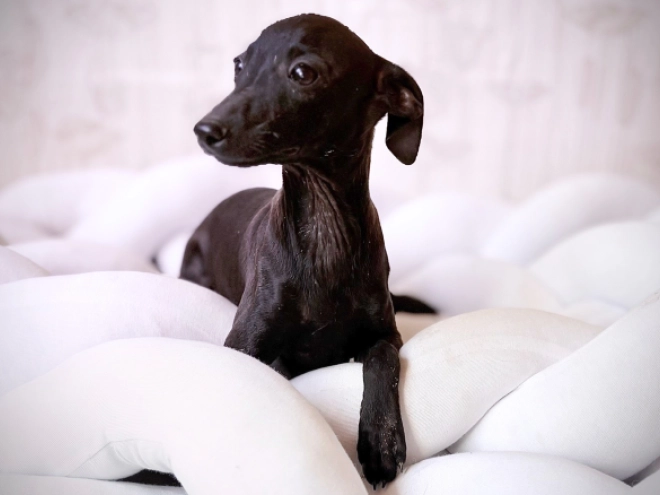 Italian Greyhound puppy for sale