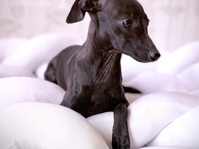 Italian Greyhound puppy for sale