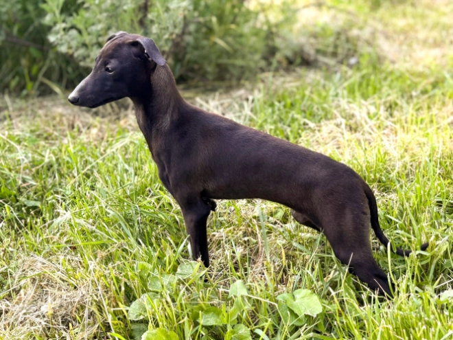 Italian Greyhound puppy for sale