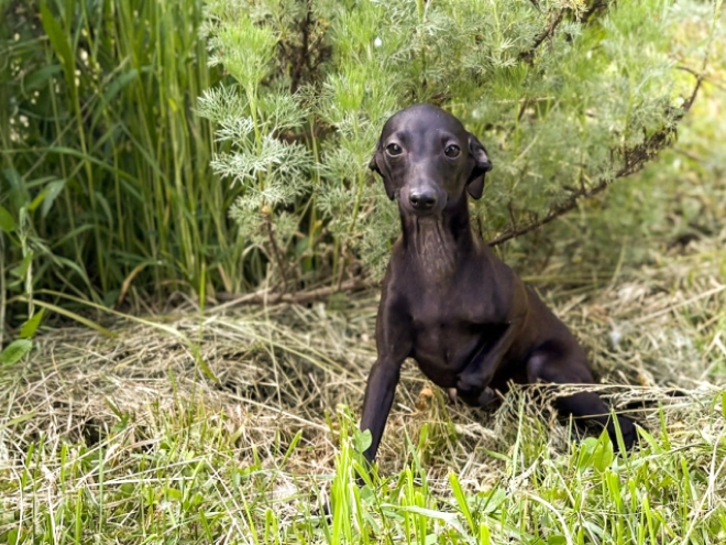 Italian Greyhound puppy for sale