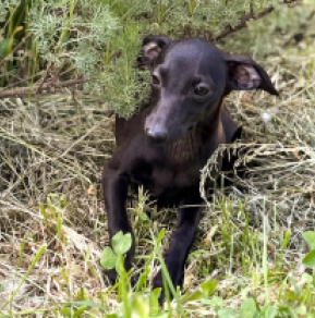 Italian Greyhound puppy for sale
