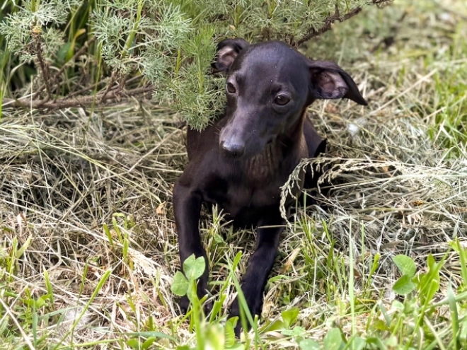 Italian Greyhound puppy for sale