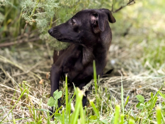 Italian Greyhound puppy for sale