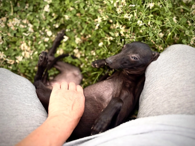 Italian Greyhound puppy for sale
