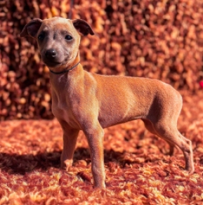 Perros Galgo Italiano en venta