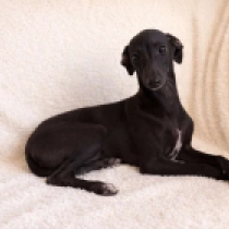 Gianni, black Italian Greyhound for sale