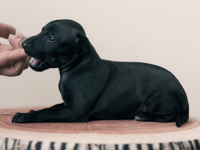 Italian Greyhound puppy for sale