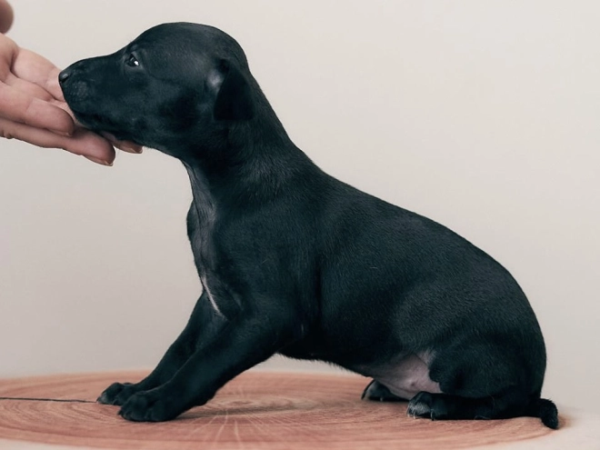 Italian Greyhound puppy for sale
